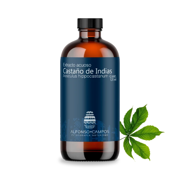 Castaño de Indias / Aesculus hippocastanum