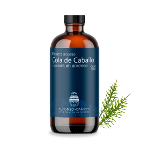 Cola de caballo / Equisetum arvense