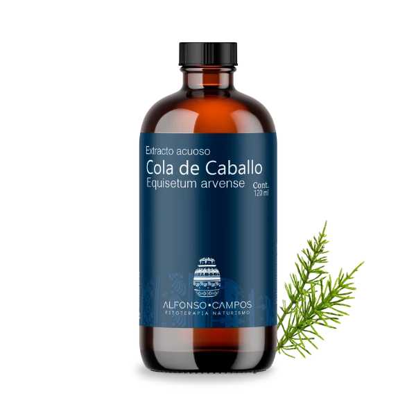 Cola de caballo / Equisetum arvense