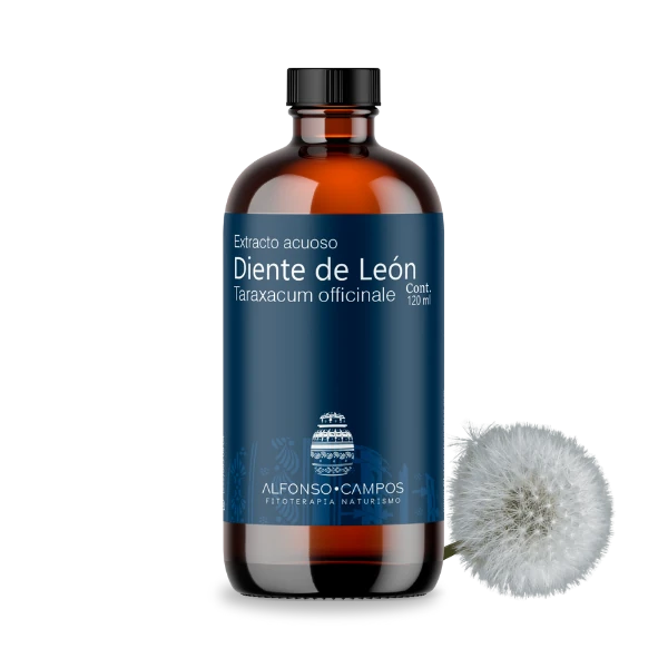 Diente de león / Taraxacum officinale