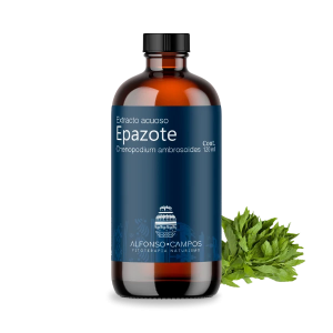 Epazote / Chenopodium ambrosioides