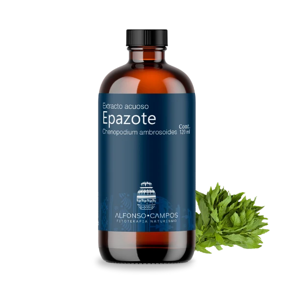 Epazote / Chenopodium ambrosioides