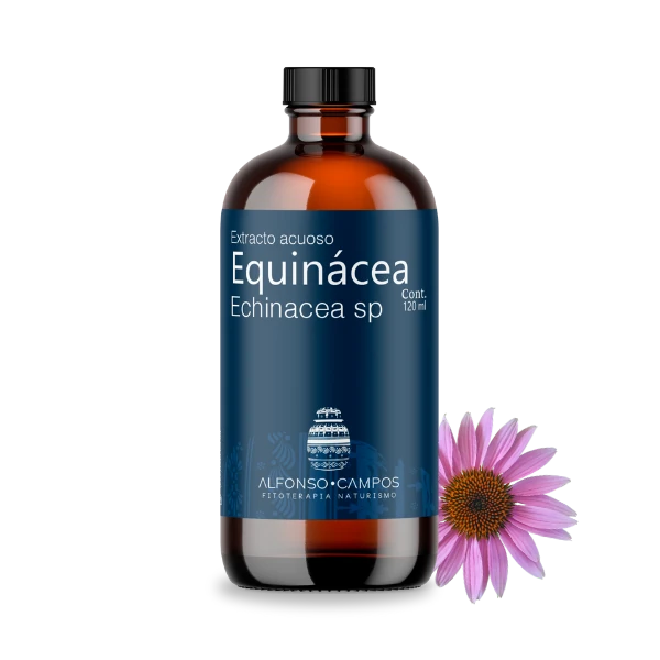 Equinácea / Echinacea sp.