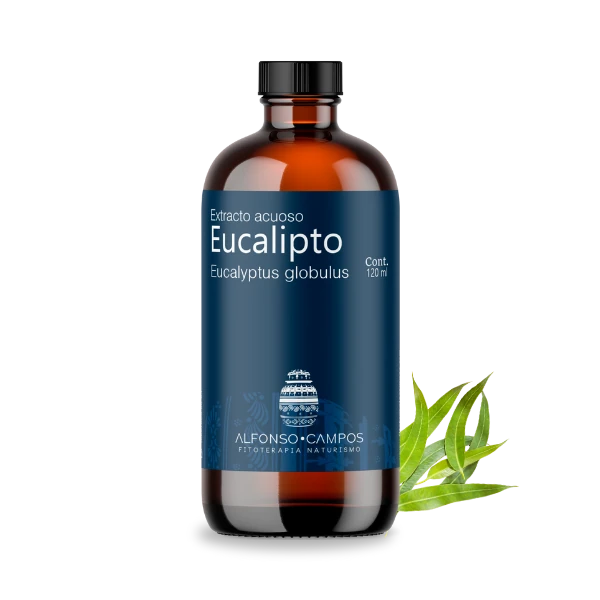 Eucalipto / Eucaliptus globulus