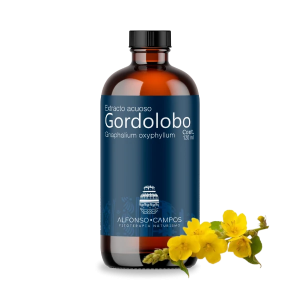 Gordolobo / Gnaphalium oxyphyllum