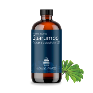 Guarumbo / Cecropia obtusifolia