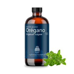 Orégano / Origanum vulgare