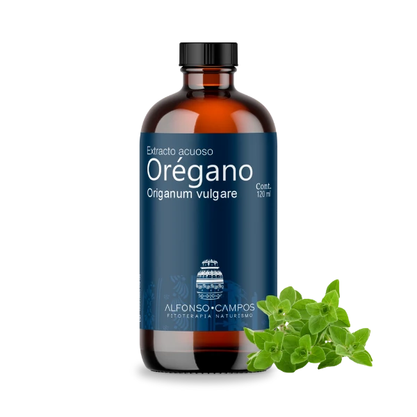 Orégano / Origanum vulgare