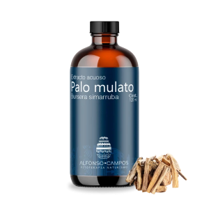 Palo mulato / Bursera simaruba