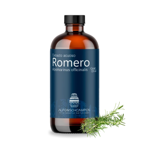 Romero / Rosmarinus officinalis
