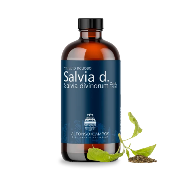 Salvia divinorum