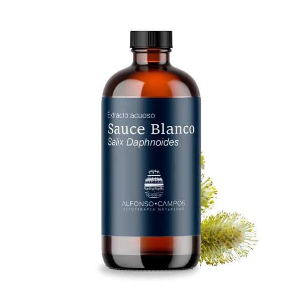 Sauce Blanco / Salix alba