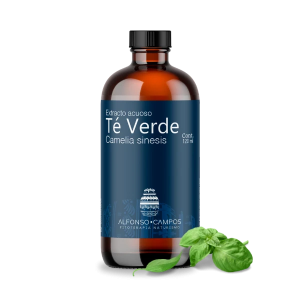 Té Verde / Camellia sinensis