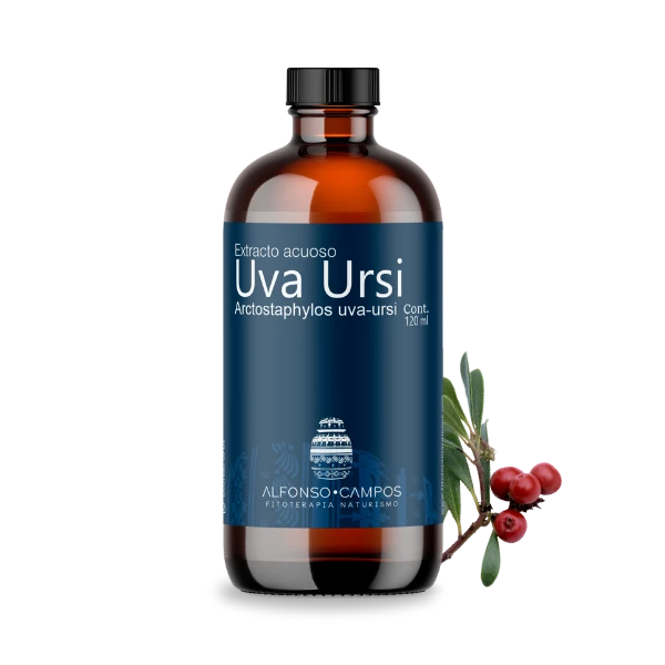 Uva ursi / Arctostaphylos uva-ursi