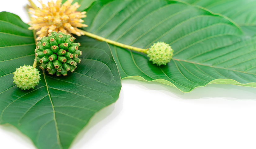 Kratom-Benefits